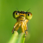 Bugs: A Cautionary Tale