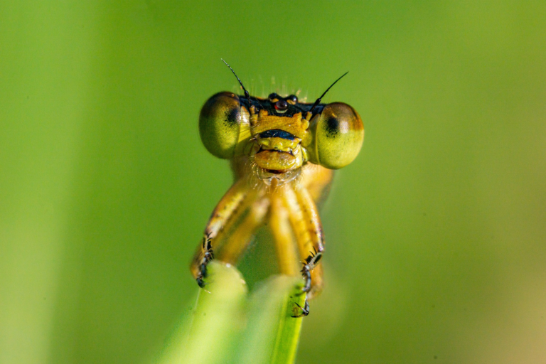 Bugs: A Cautionary Tale